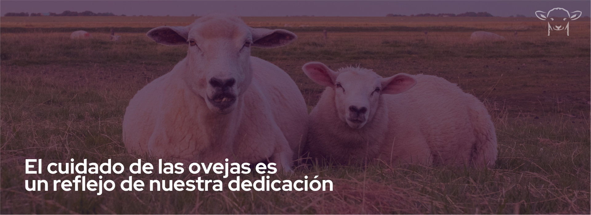 imagen carrusel